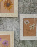 Franse droogbloemen in vintage lijstjes, set van 3