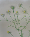 Set van 3 lijsten, botanisch