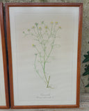 Set van 3 lijsten, botanisch