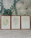 Set van 3 lijsten, botanisch