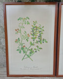 Set van 3 lijsten, botanisch