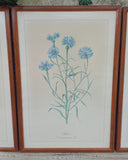 Set van 3 lijsten, botanisch